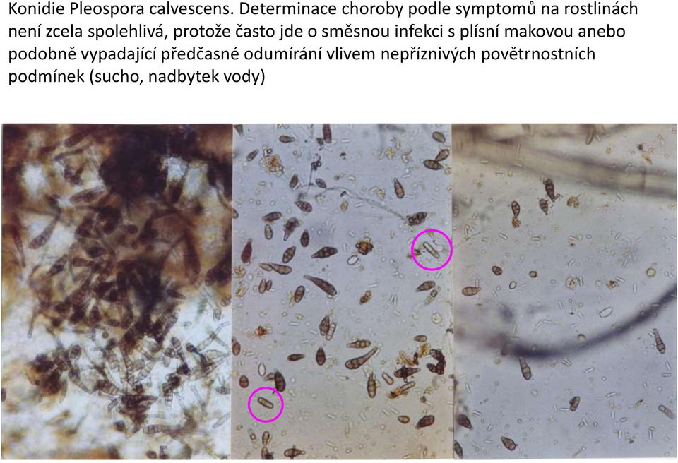 spolehlivá, protože často jde o směsnou infekci s plísní makovou