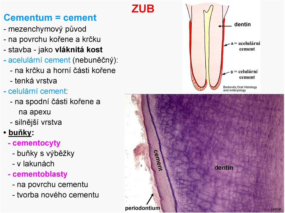 části kořene a na apexu - silnější vrstva buňky: - cementocyty -buňky s výběžky - v lakunách - cementoblasty