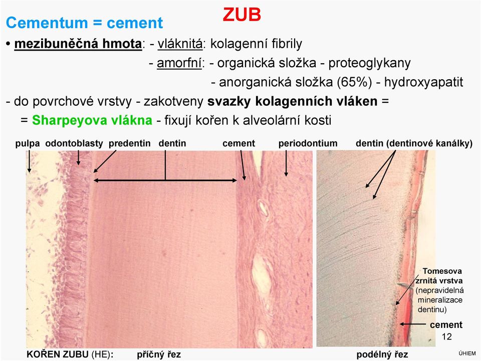 vláken = = Sharpeyova vlákna -fixujíkořen k alveolární kosti pulpa odontoblasty pre cement periodontium (ové