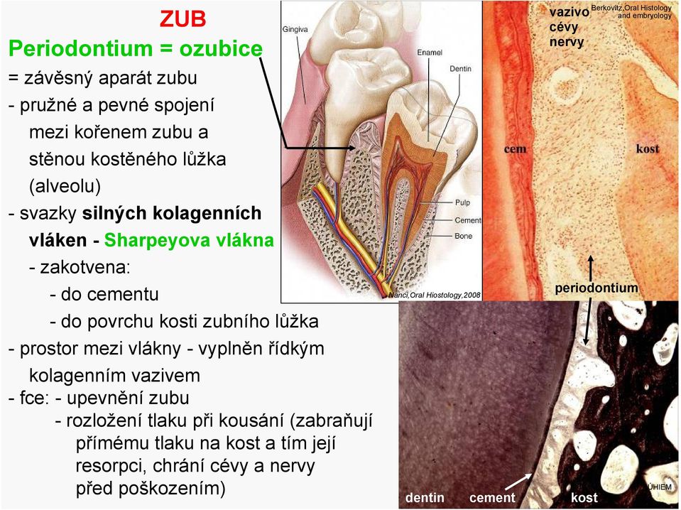 řídkým kolagenním vazivem - fce: - upevnění zubu - rozložení tlaku při kousání (zabraňují přímému tlaku na kost a tím její resorpci, chrání