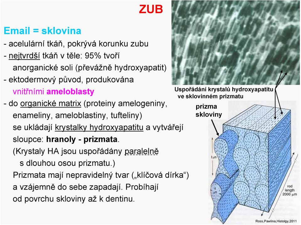 vytvářejí sloupce: hranoly - prizmata. (Krystaly HA jsou uspořádány paralelně s dlouhou osou prizmatu.