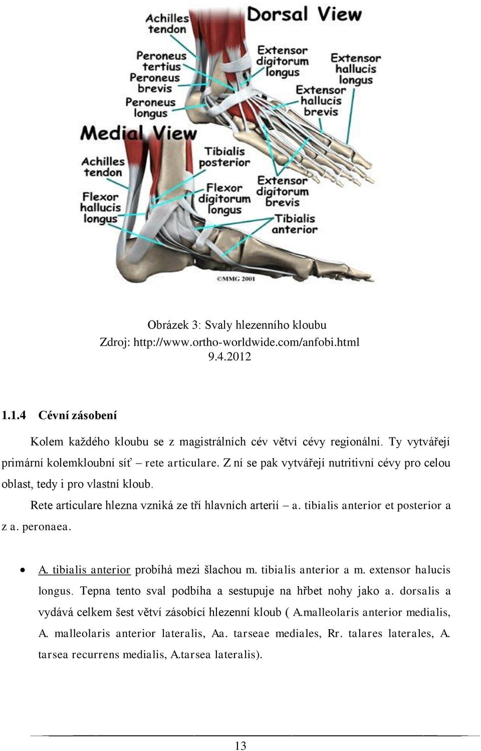 tibialis anterior et posterior a z a. peronaea. A. tibialis anterior probíhá mezi šlachou m. tibialis anterior a m. extensor halucis longus. Tepna tento sval podbíha a sestupuje na hřbet nohy jako a.