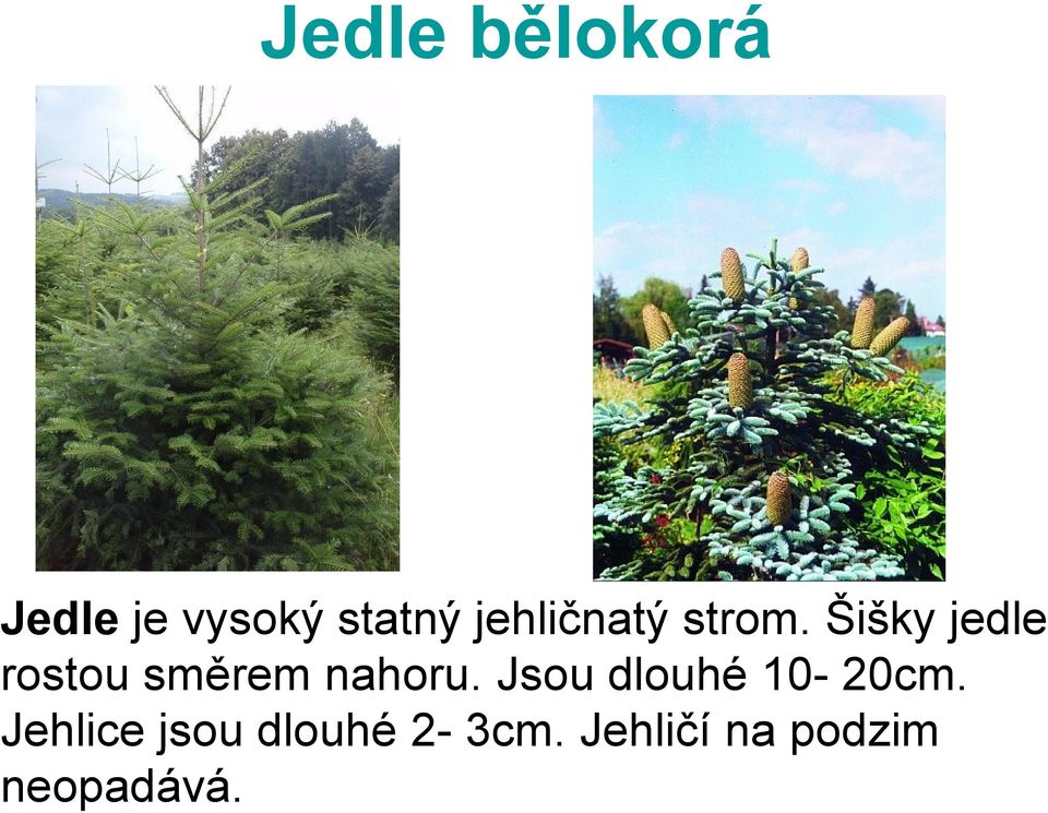 Šišky jedle rostou směrem nahoru.