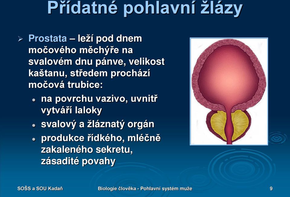 uvnitř vytváří laloky svalový a žláznatý orgán produkce řídkého, mléčně