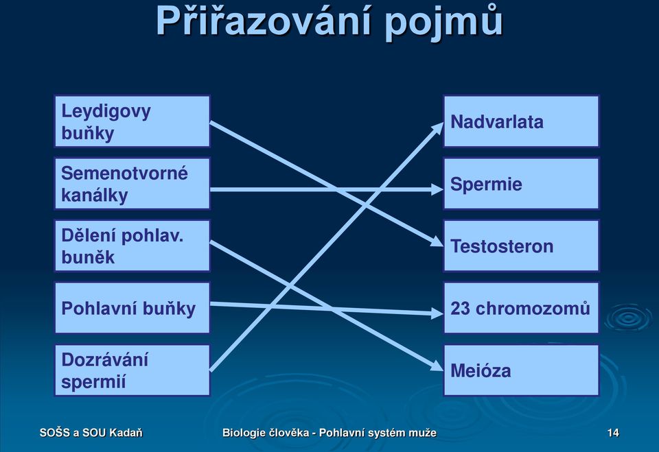 buněk Nadvarlata Spermie Testosteron Pohlavní buňky 23