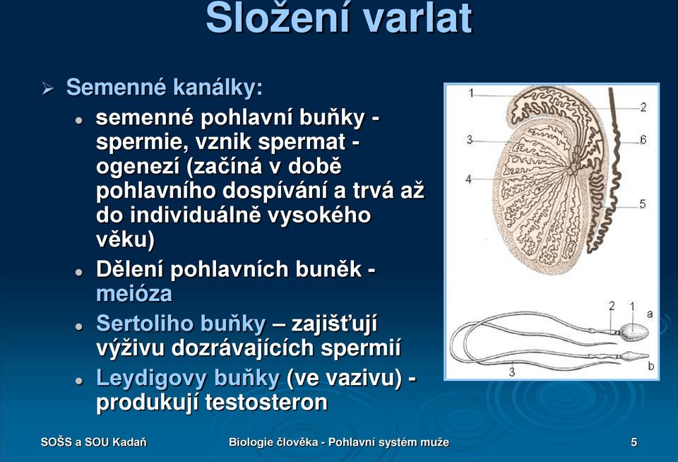 pohlavních buněk - meióza Sertoliho buňky zajišťují výživu dozrávajících spermií Leydigovy