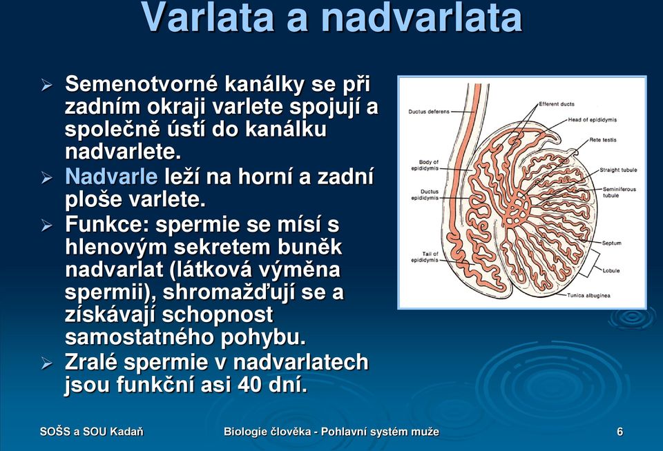 Funkce: spermie se mísí s hlenovým sekretem buněk nadvarlat (látková výměna spermii), shromažďují se a