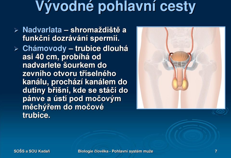 tříselného kanálu, prochází kanálem do dutiny břišní, kde se stáčí do pánve a ústí