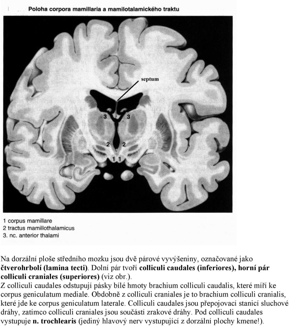 horní pár colliculi craniales (superiores) (viz obr.). Z colliculi caudales odstupují pásky bílé hmoty brachium colliculi caudalis, které míří ke corpus geniculatum mediale.