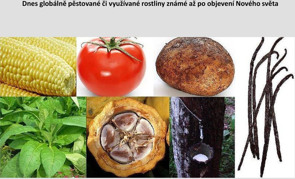 využívané rostliny