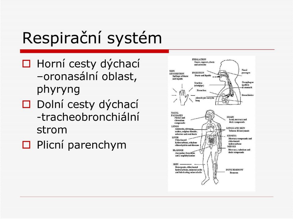 phyryng Dolní cesty dýchací