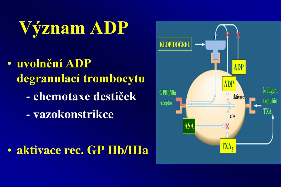 vazokonstrikce GPllb/llla receptor ASA ADP ADP