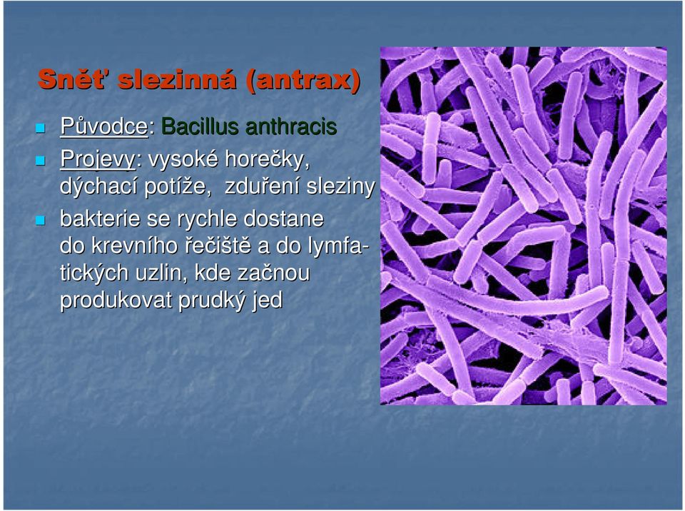 sleziny bakterie se rychle dostane do krevního řečiště
