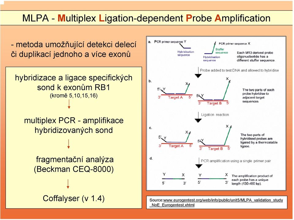 5,10,15,16) multiplex PCR - amplifikace hybridizovaných sond fragmentační analýza (Beckman