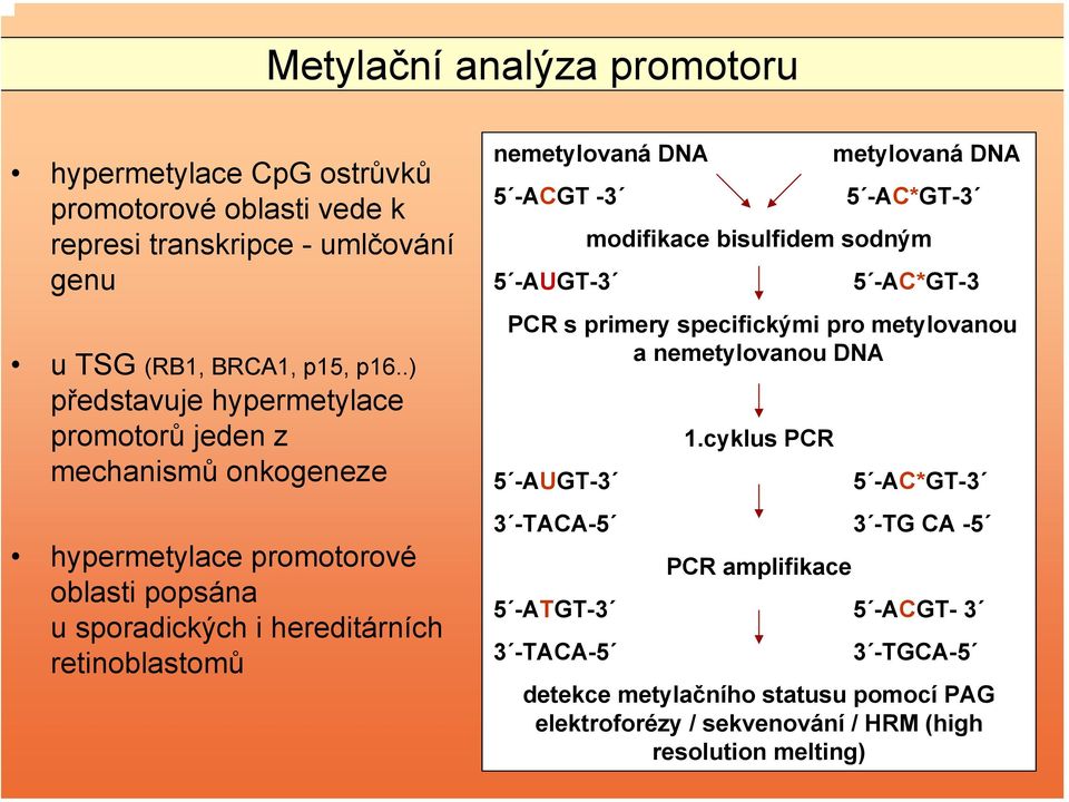 DNA 5 -ACGT -3 5 -AUGT-3 metylovaná DNA 5 -AC*GT-3 modifikace bisulfidem sodným 5 -AC*GT-3 PCR s primery specifickými pro metylovanou a nemetylovanou DNA 5 -AUGT-3 1.