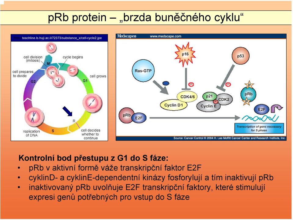 cyklind- a cykline-dependentní kinázy fosforylují a tím inaktivují prb inaktivovaný prb