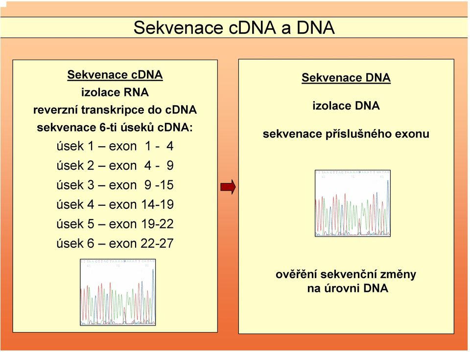 exon 9-15 úsek 4 exon 14-19 úsek 5 exon 19-22 úsek 6 exon 22-27 Sekvenace