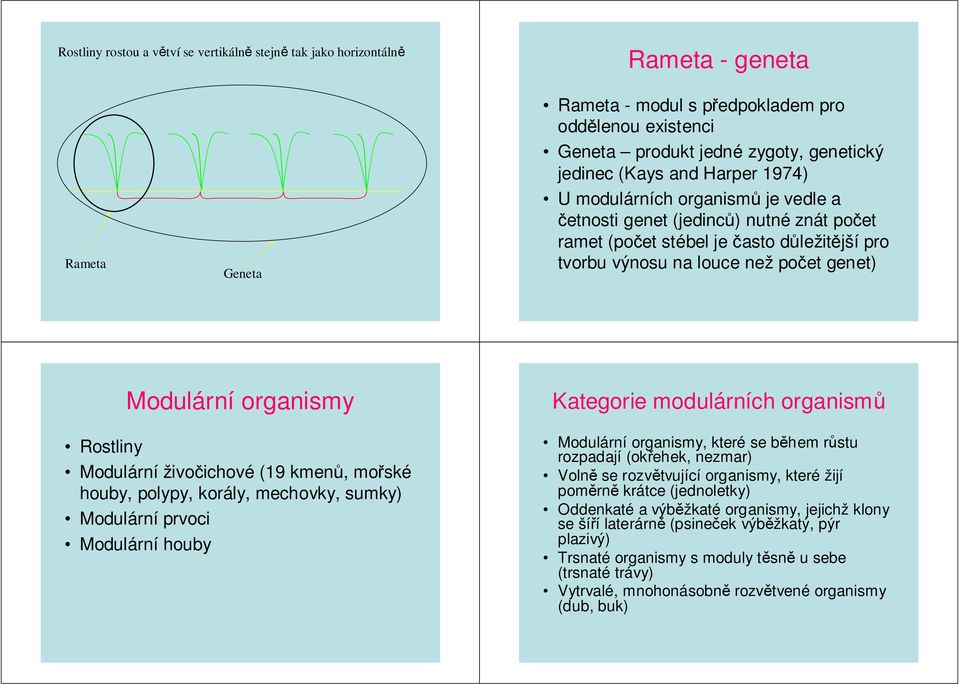 organismy Kategorie modulárních organismů Rostliny Modulární živočichové (19 kmenů, mořské houby, polypy, korály, mechovky, sumky) Modulární prvoci Modulární houby Modulární organismy, které se během