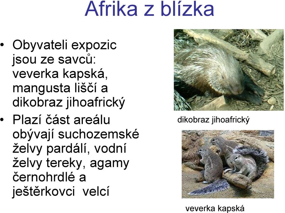 areálu obývají suchozemské želvy pardálí, vodní želvy tereky,