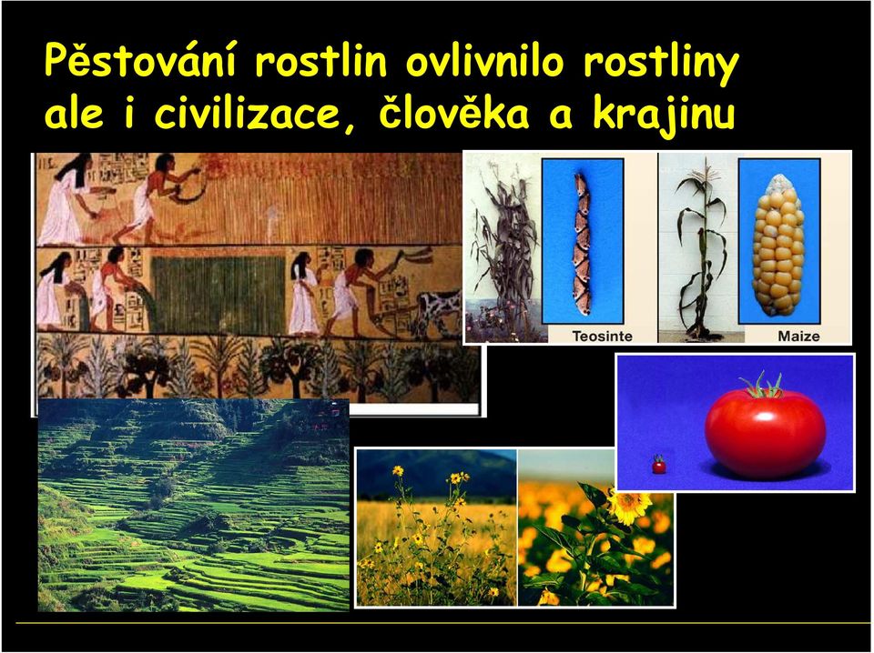 rostliny ale i