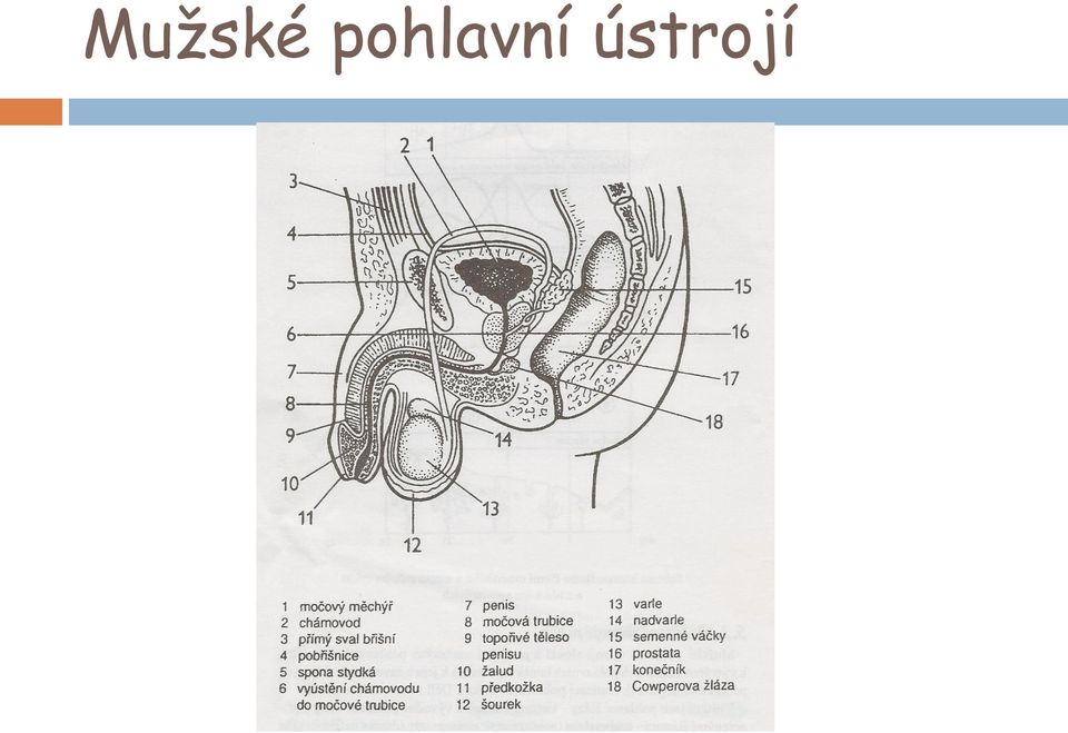 ústrojí