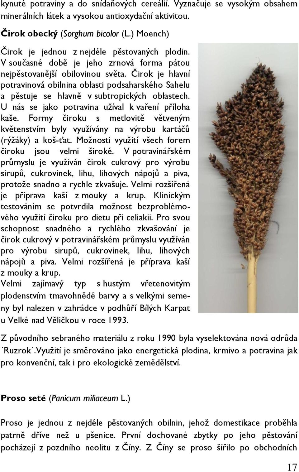 Čirok je hlavní potravinová obilnina oblasti podsaharského Sahelu a pěstuje se hlavně v subtropických oblastech. U nás se jako potravina užíval k vaření příloha kaše.
