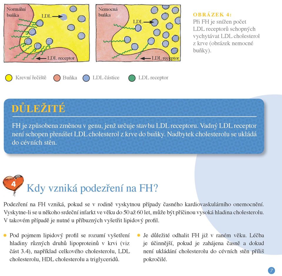 Nadbytek cholesterolu se ukládá do cévních stěn. 4 Kdy vzniká podezření na FH? Podezření na FH vzniká, pokud se v rodině vyskytnou případy časného kardiovaskulárního onemocnění.