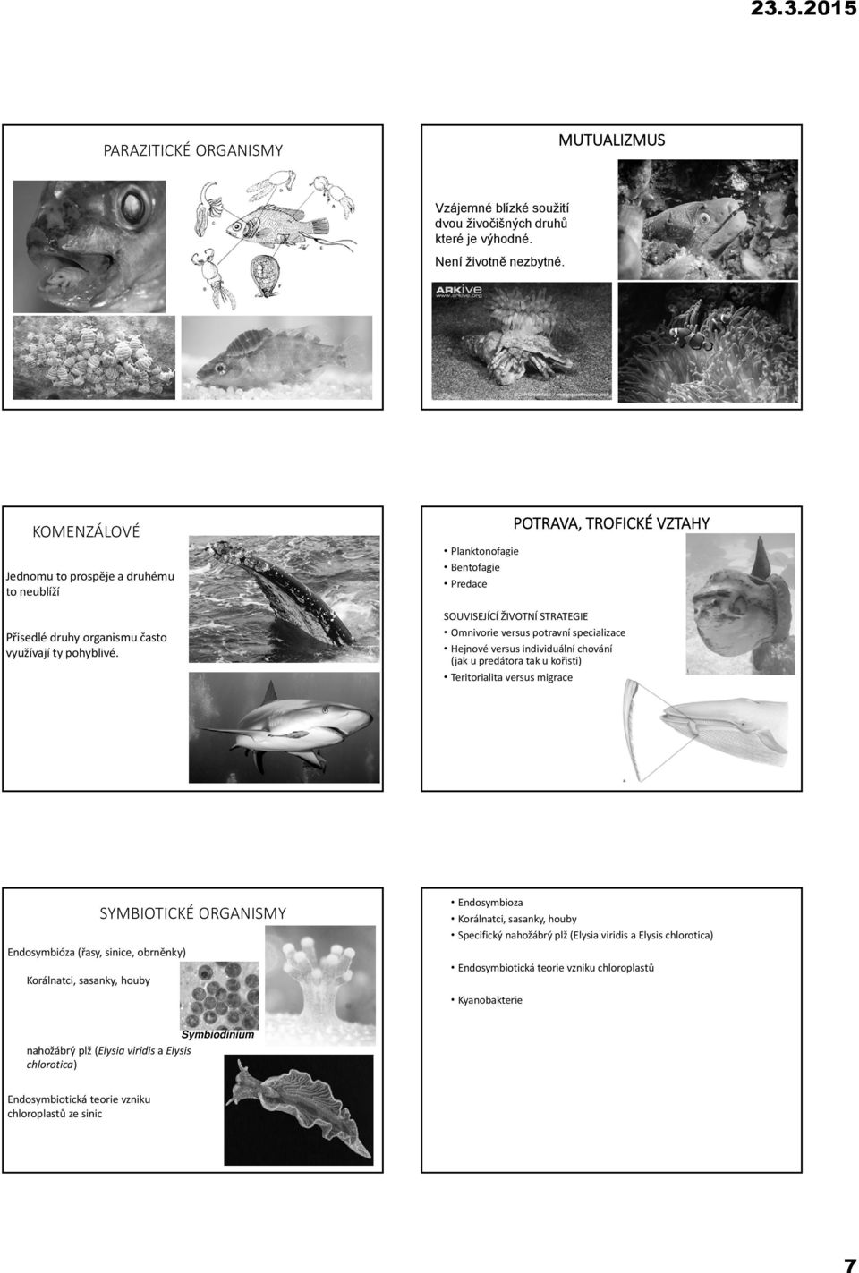 Planktonofagie Bentofagie Predace POTRAVA, TROFICKÉ VZTAHY SOUVISEJÍCÍ ŽIVOTNÍ STRATEGIE Omnivorie versus potravní specializace Hejnové versus individuální chování (jak u predátora tak u kořisti)