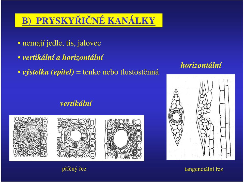 (epitel) = tenko nebo tlustostěnná