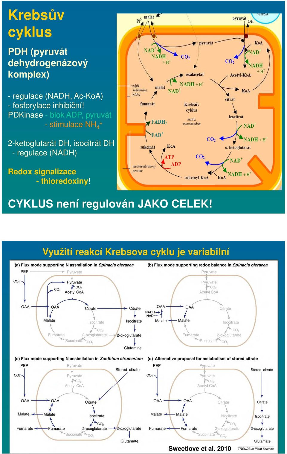 PDKinase - blok ADP, pyruvát - stimulace NH + 4 2-ketoglutarát DH, isocitrát DH -