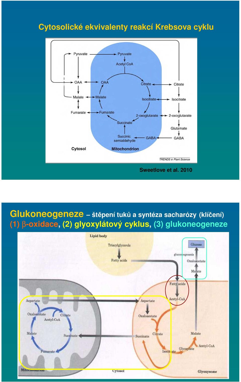 2010 Glukoneogeneze štěpení tuků a syntéza