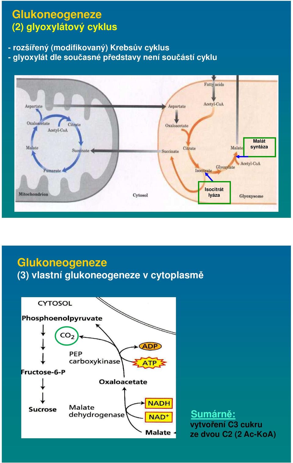 cyklu Malát syntáza Isocitrát lyáza Glukoneogeneze (3) vlastní