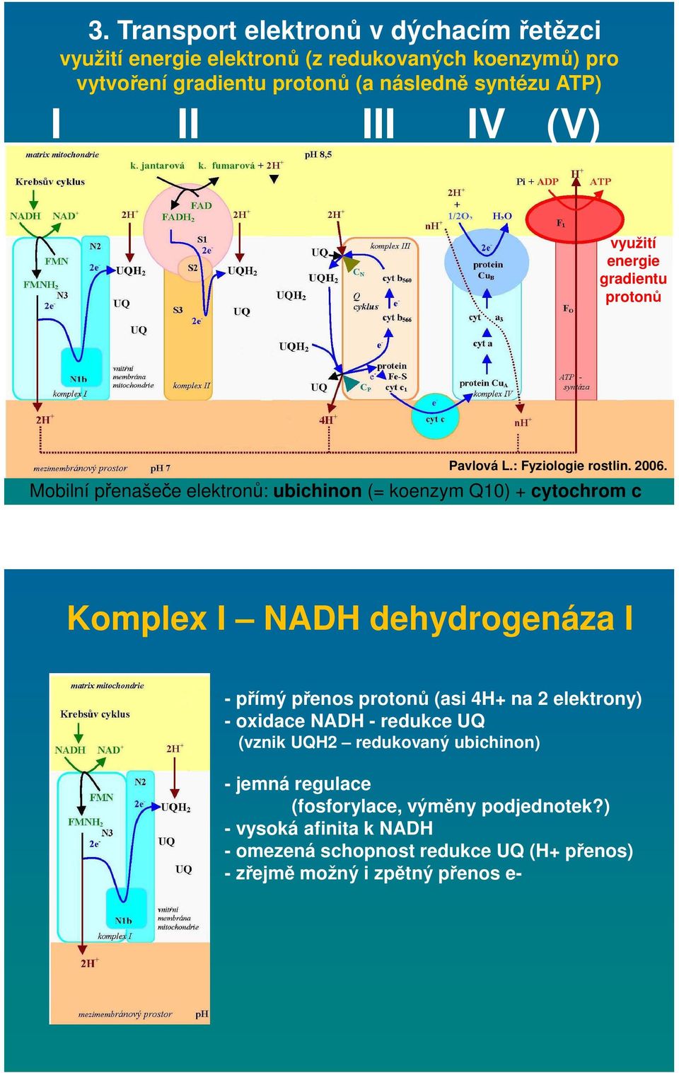 Mobilní přenašeče elektronů: ubichinon (= koenzym Q10) + cytochrom c Komplex I NADH dehydrogenáza I - přímý přenos protonů (asi 4H+ na 2 elektrony) -