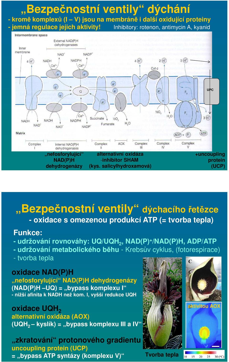 salicylhydroxamová) +uncoupling protein (UCP) Bezpečnostní ventily dýchacího řetězce - oxidace s omezenou produkcí ATP (= tvorba tepla) Funkce: - udržování rovnováhy: UQ/UQH 2, NAD(P) + /NAD(P)H,