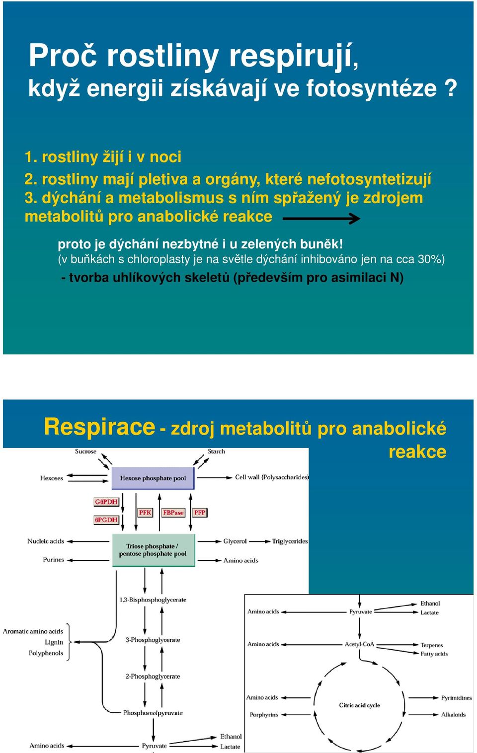 dýchání a metabolismus s ním spřažený je zdrojem metabolitů pro anabolické reakce proto je dýchání nezbytné i u