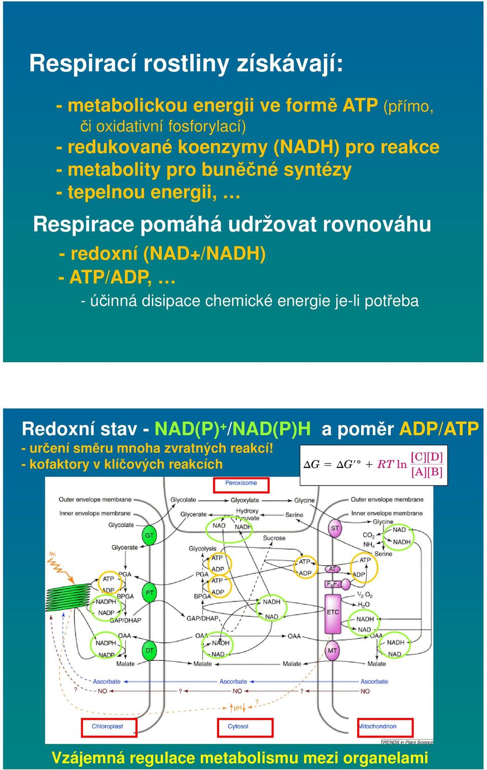 redoxní (NAD+/NADH) - ATP/ADP, - účinná disipace chemické energie je-li potřeba Redoxní stav - NAD(P) + /NAD(P)H a