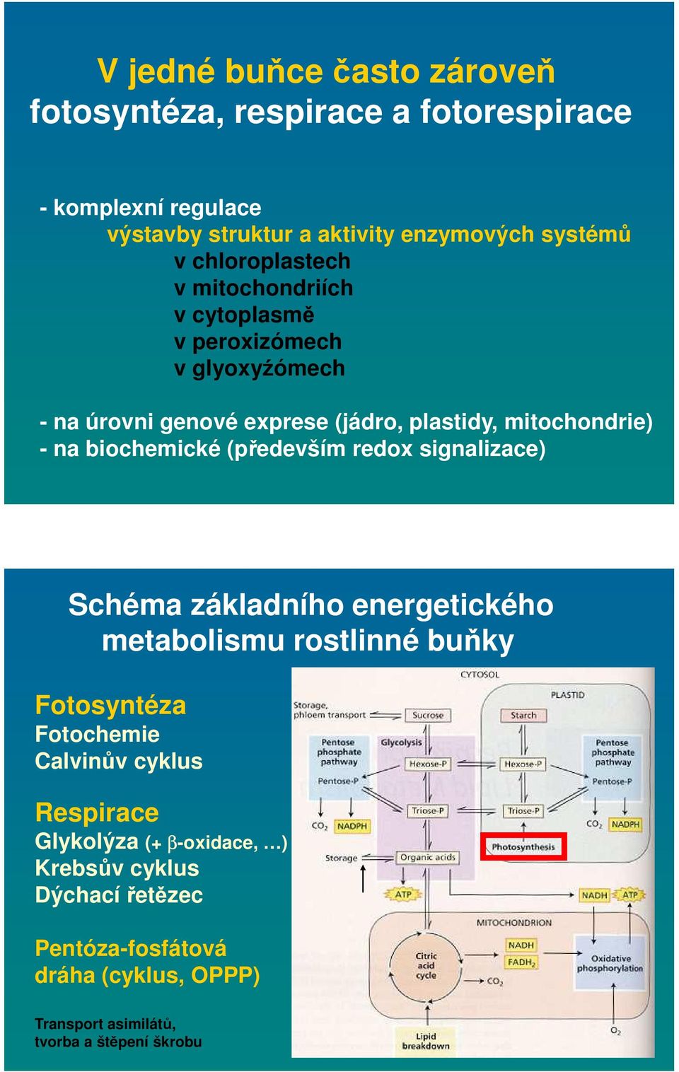 biochemické (především redox signalizace) Schéma základního energetického metabolismu rostlinné buňky Fotosyntéza Fotochemie Calvinův cyklus