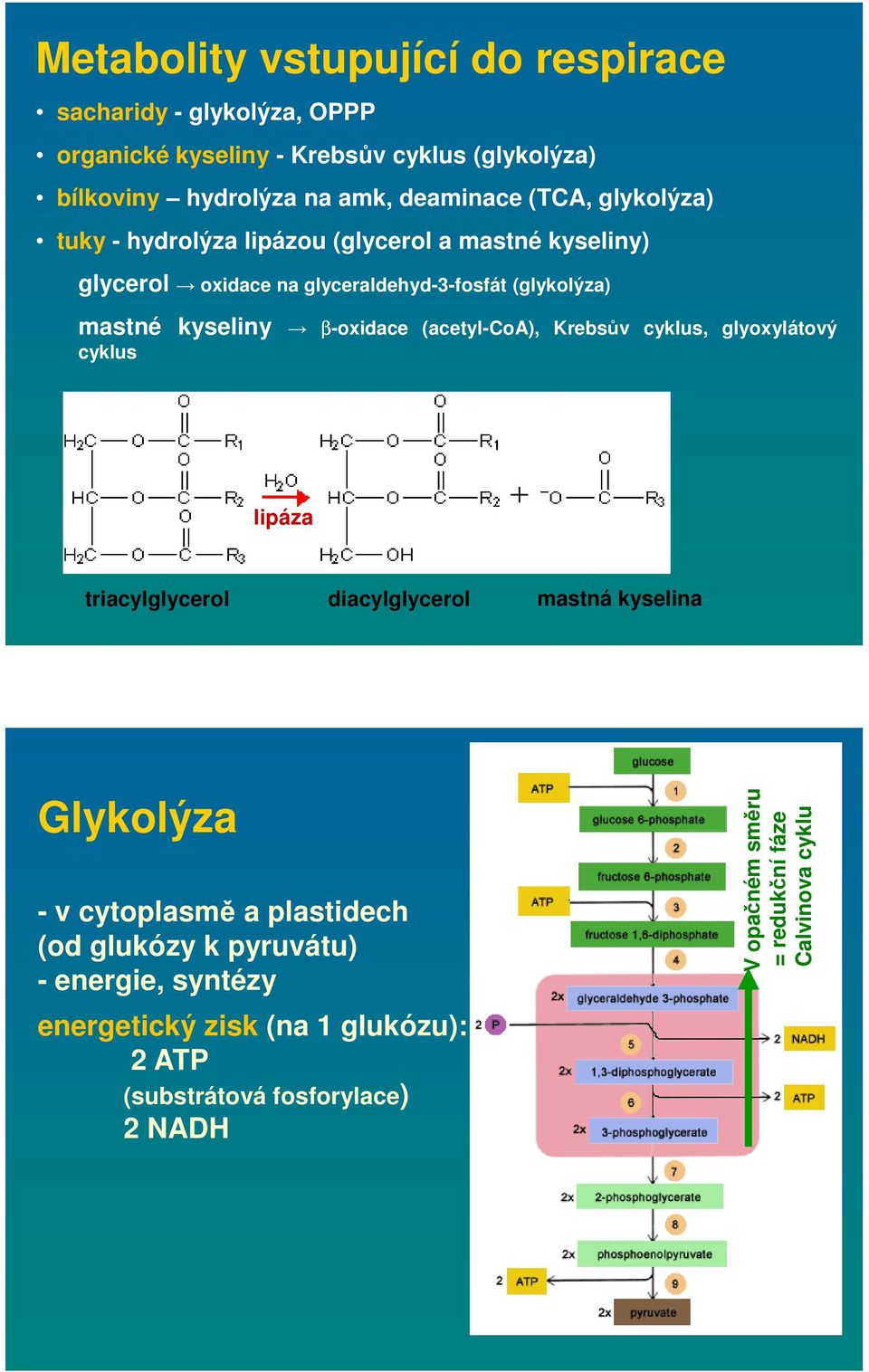 (acetyl-coa), Krebsův cyklus, glyoxylátový cyklus lipáza triacylglycerol diacylglycerol mastná kyselina Glykolýza - v cytoplasmě a plastidech (od