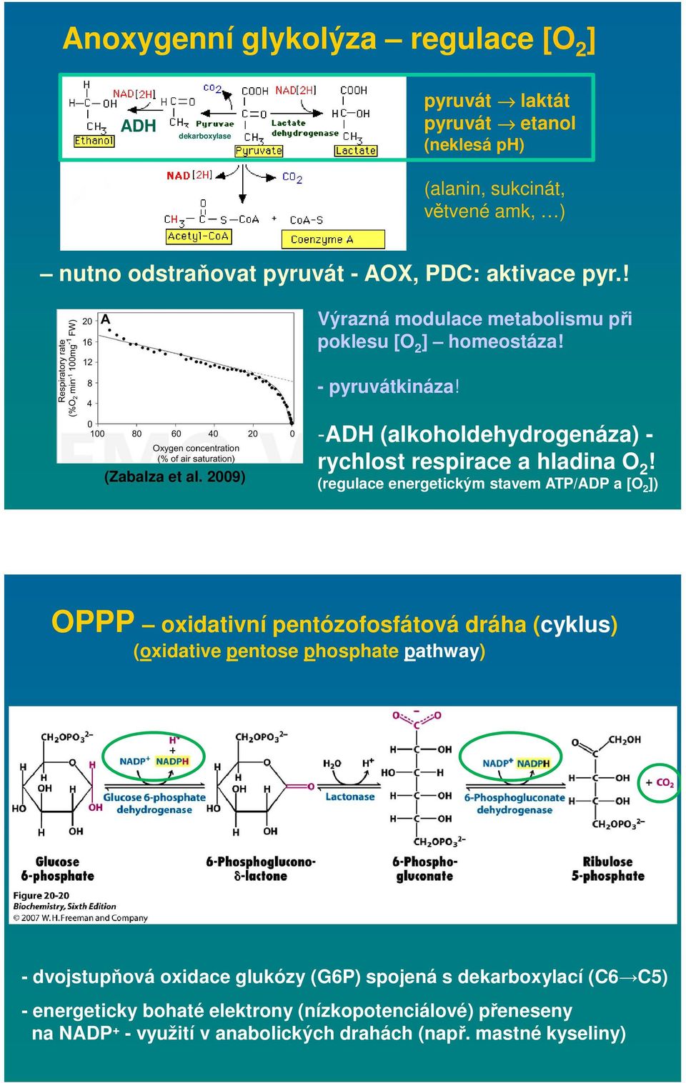 2009) -ADH (alkoholdehydrogenáza) - rychlost respirace a hladina O 2!