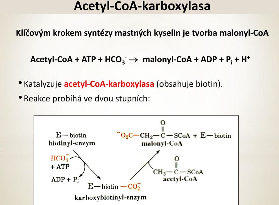 malonyl-oa + ADP + P i + H + Katalyzuje