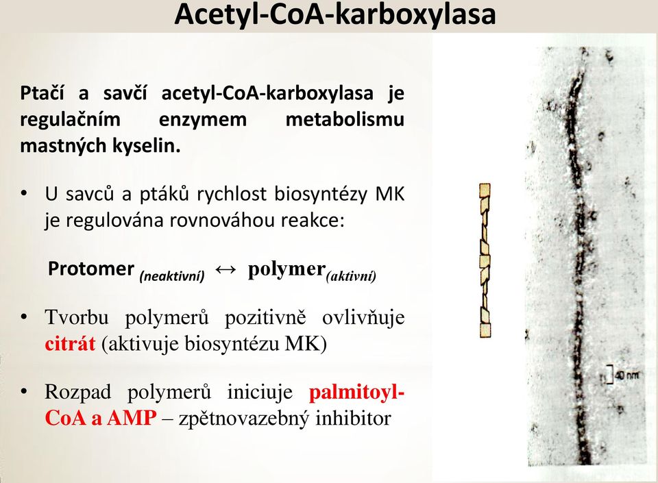 U savců a ptáků rychlost biosyntézy MK je regulována rovnováhou reakce: Protomer