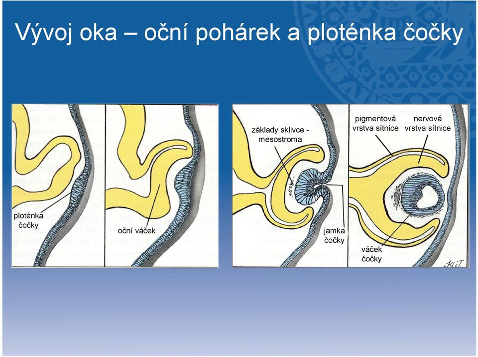 vrstva sítnice nervová vrstva sítnice