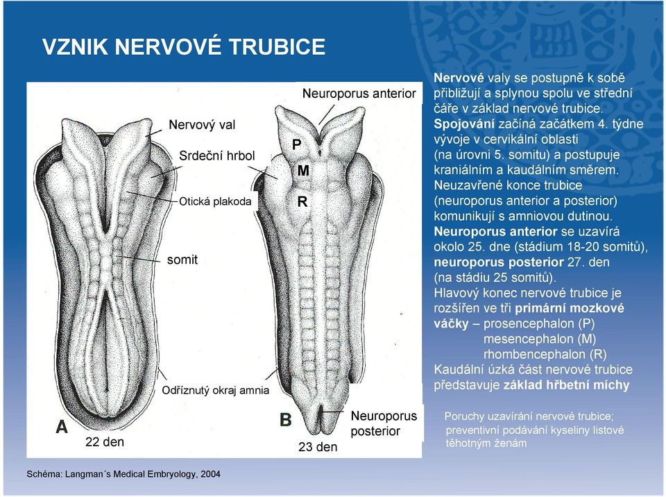 Neuzavřené konce trubice (neuroporus anterior a posterior) komunikují s amniovou dutinou. Neuroporus anterior se uzavírá okolo 25. dne (stádium 18-20 somitů), neuroporus posterior 27.