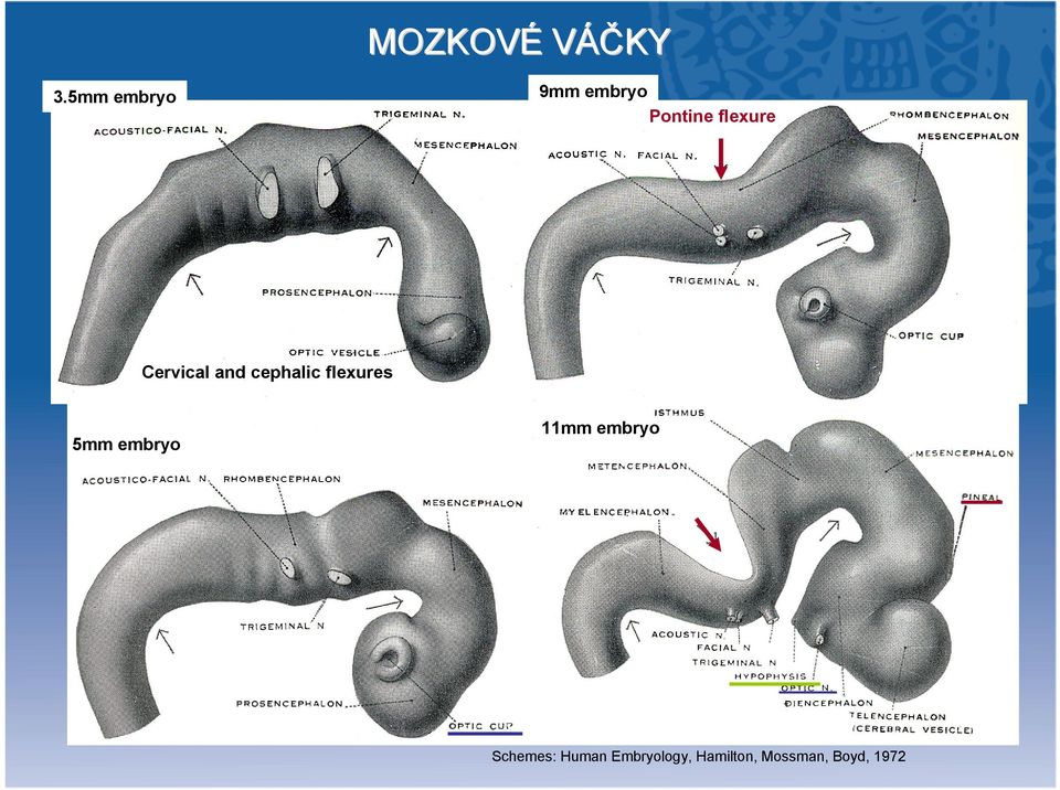 Cervical and cephalic flexures 5mm