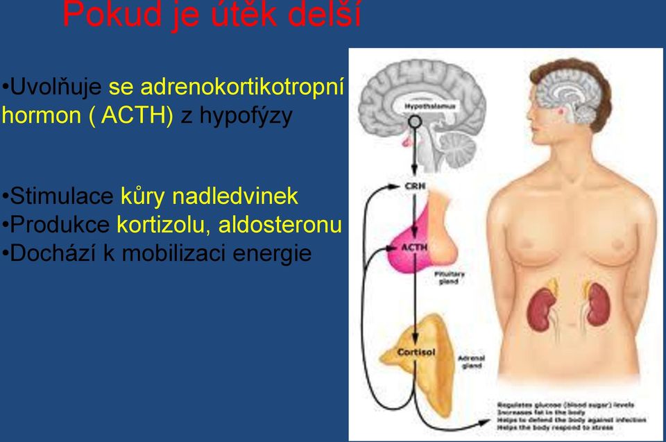 hypofýzy Stimulace kůry nadledvinek