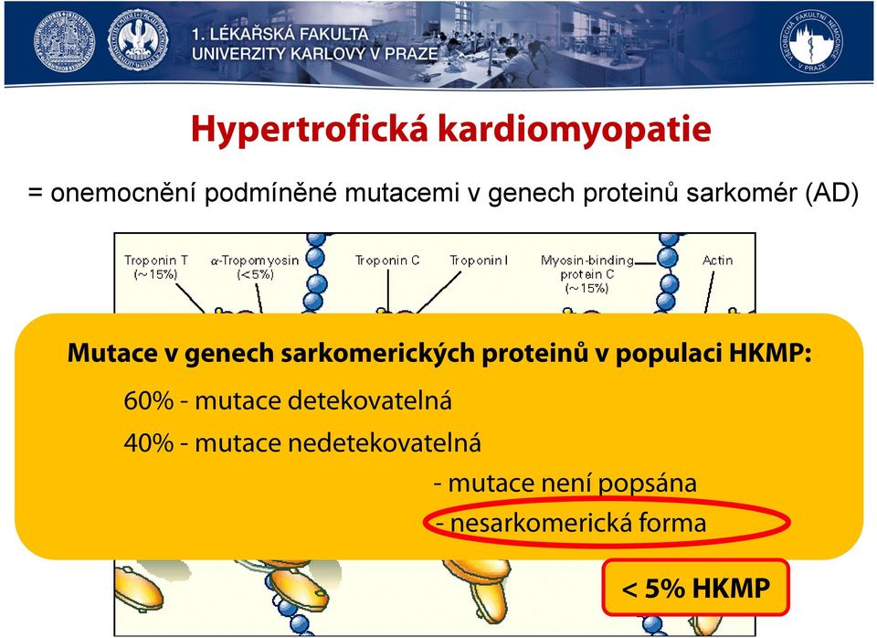 proteinů v populaci HKMP: 60% - mutace detekovatelná 40% -