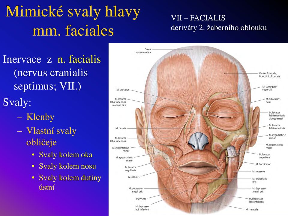 facialis (nervus cranialis septimus; VII.