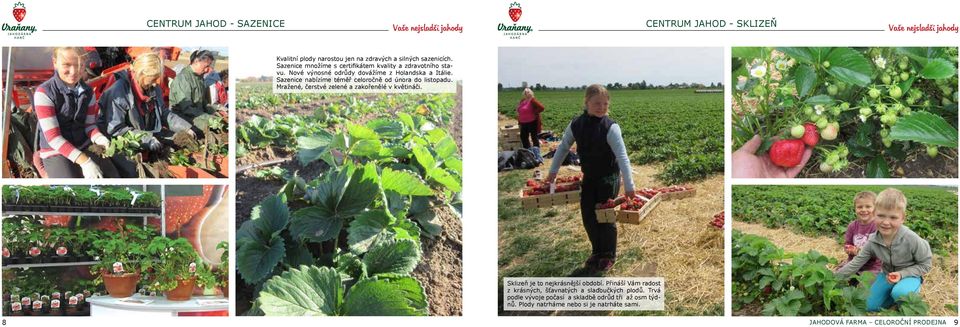 Sazenice nabízíme téměř celoročně od února do listopadu. Mražené, čerstvé zelené a zakořenělé v květináči. Sklizeň je to nejkrásnější období.