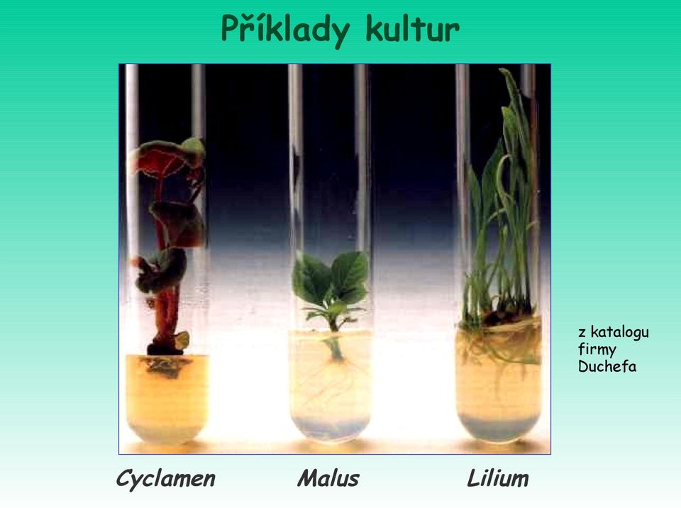 firmy Duchefa