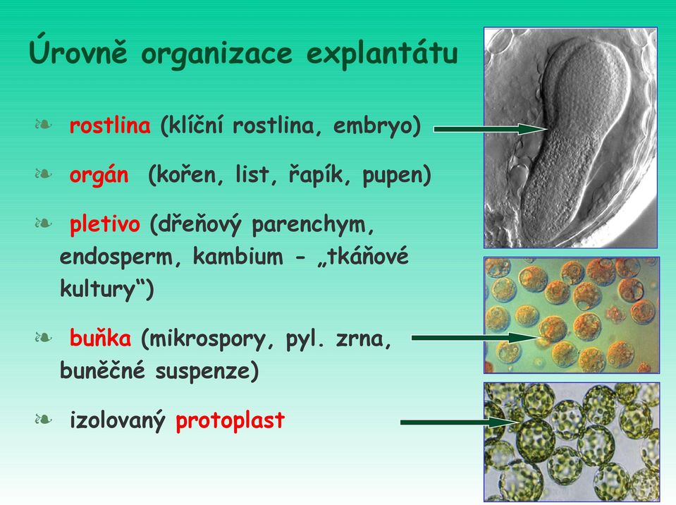 parenchym, endosperm, kambium - tkáňové kultury ) buňka
